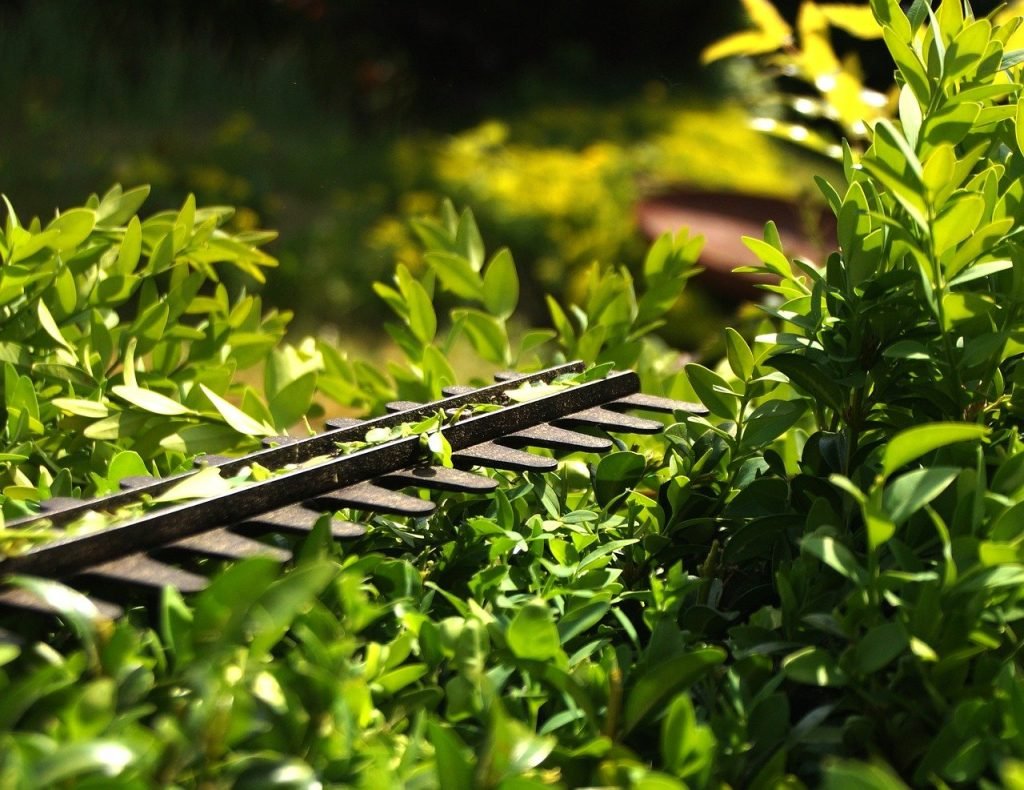 hedge, cut, formschintt